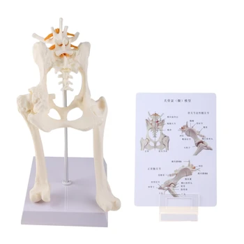 Pes, Psie Bedrových Bedrového Kĺbu s stehennej kosti Model Anatómie Kostra Displej
